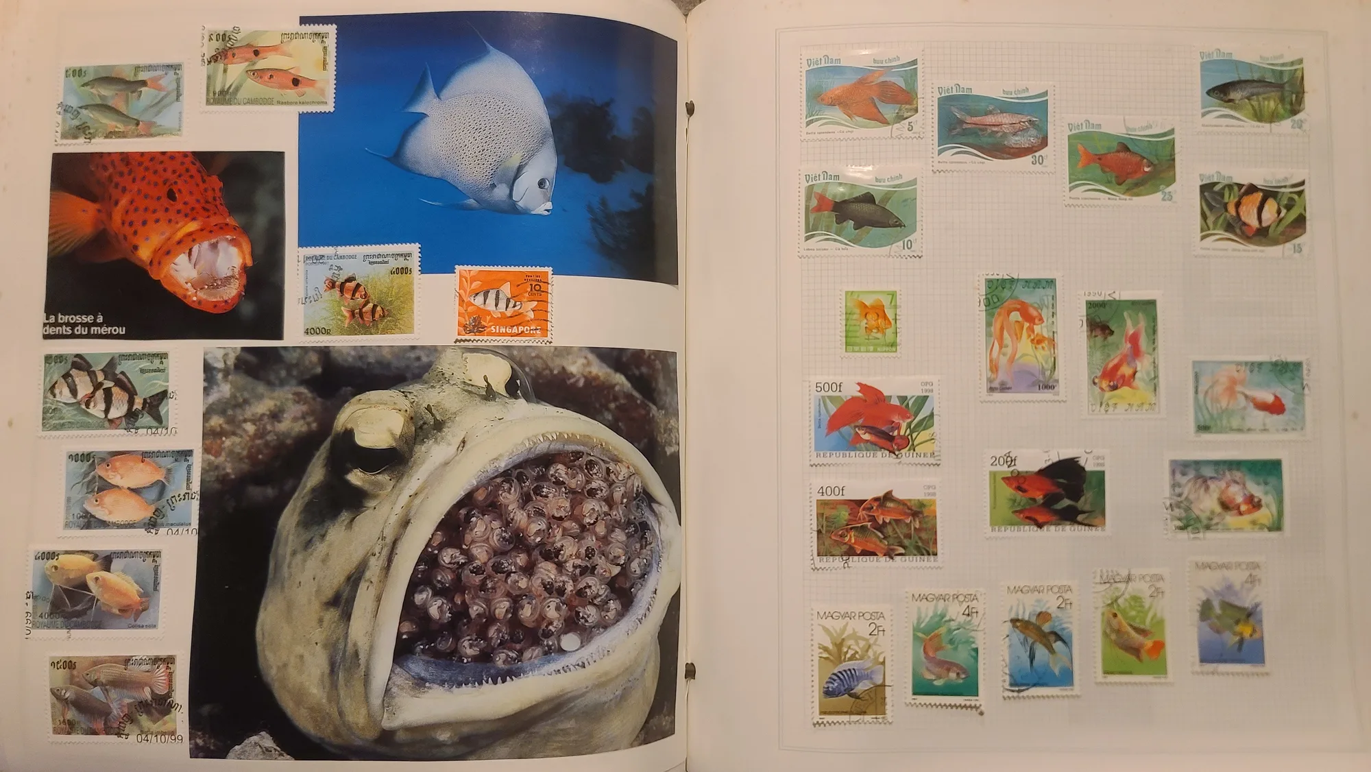 Album Thématique — L'Eau : Océanographie, Poissons Tropiques & Paléontologie